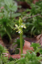 Corallorhiza trifida