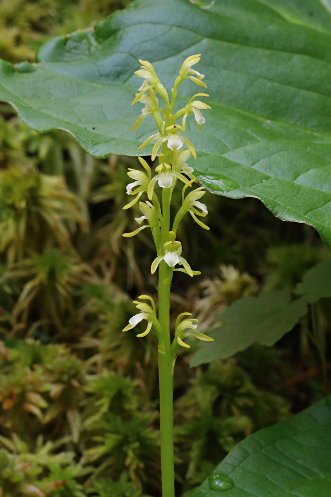 Early Coralroot