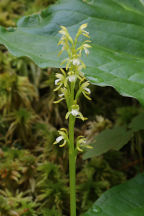 Corallorhiza trifida