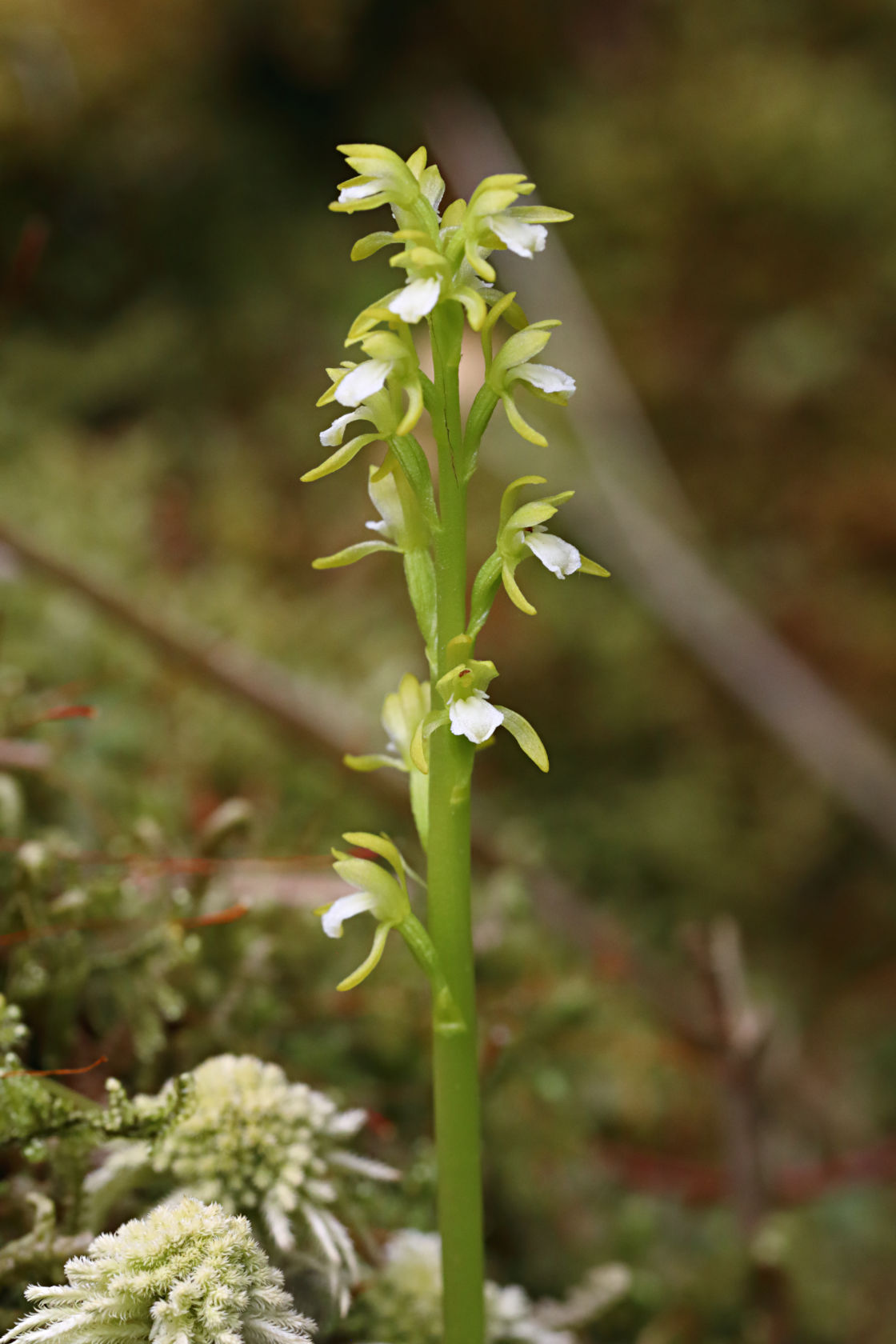 Early Coralroot