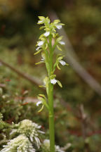 Corallorhiza trifida