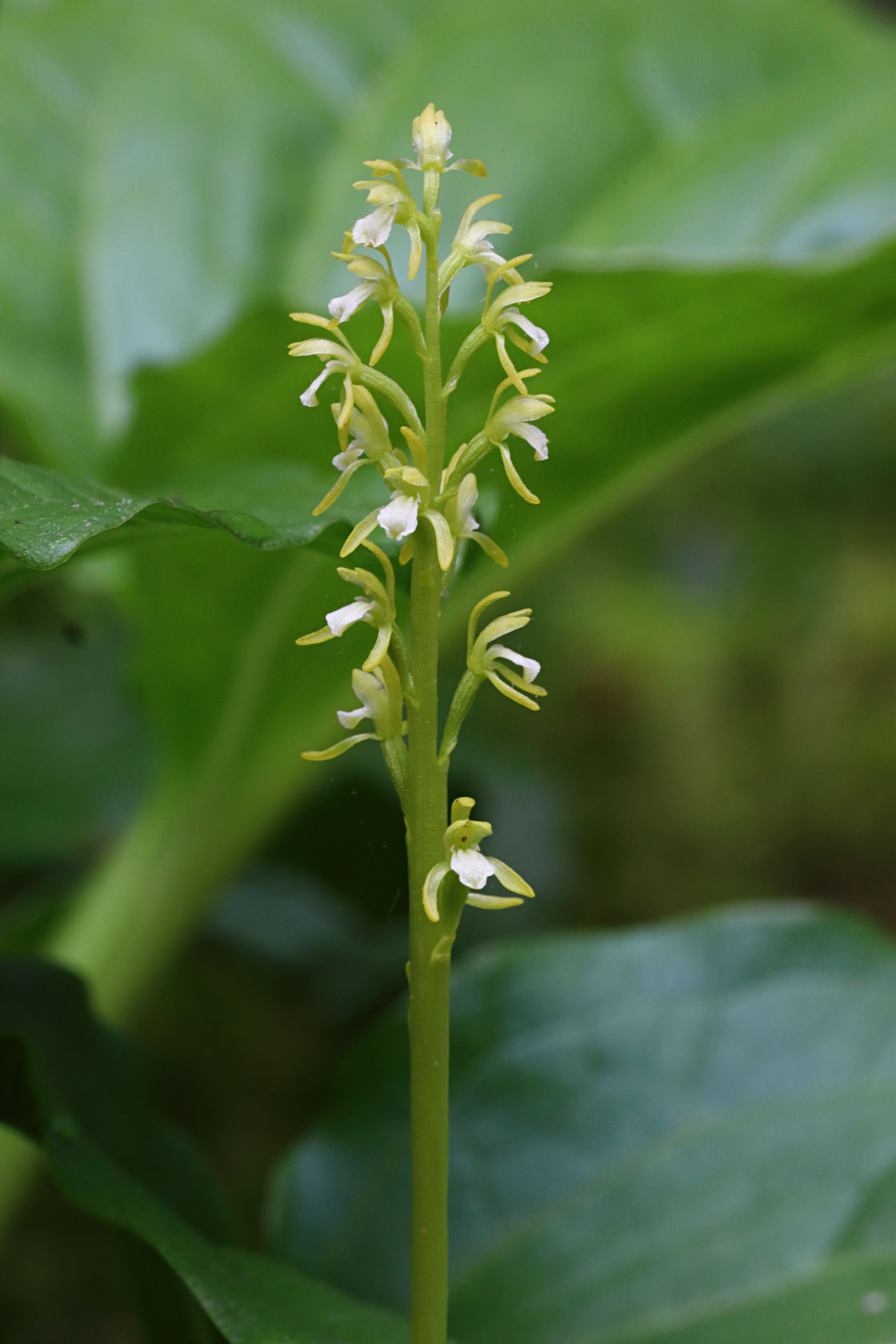 Early Coralroot