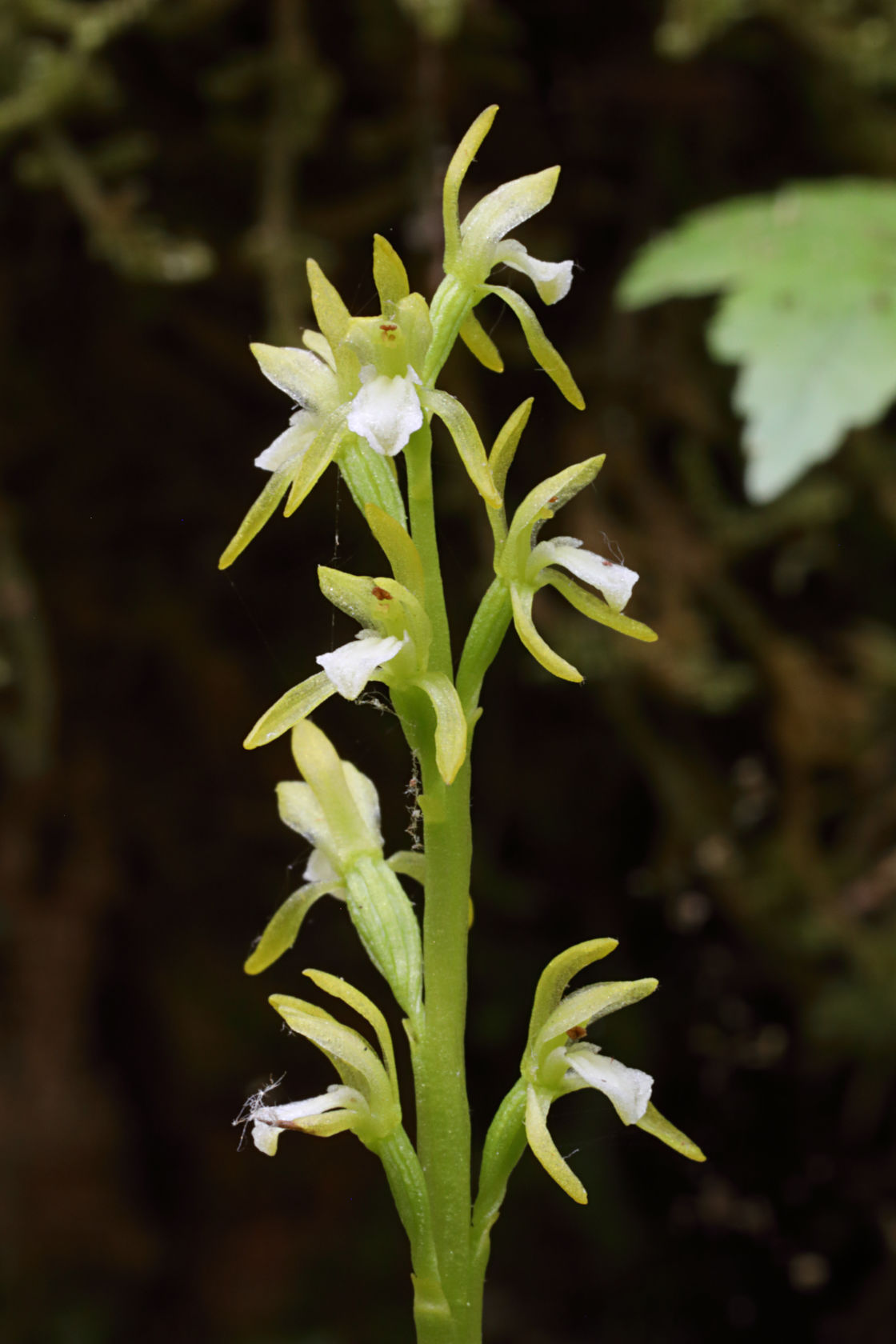 Early Coralroot