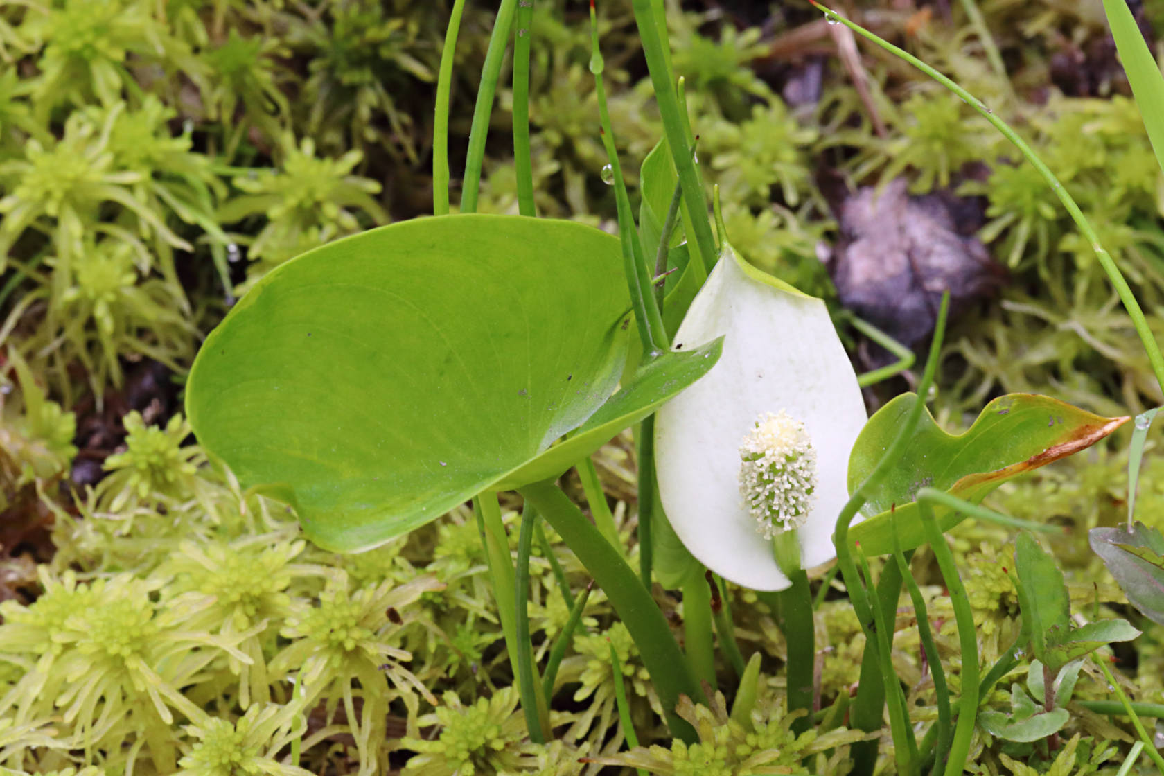 Wild Calla