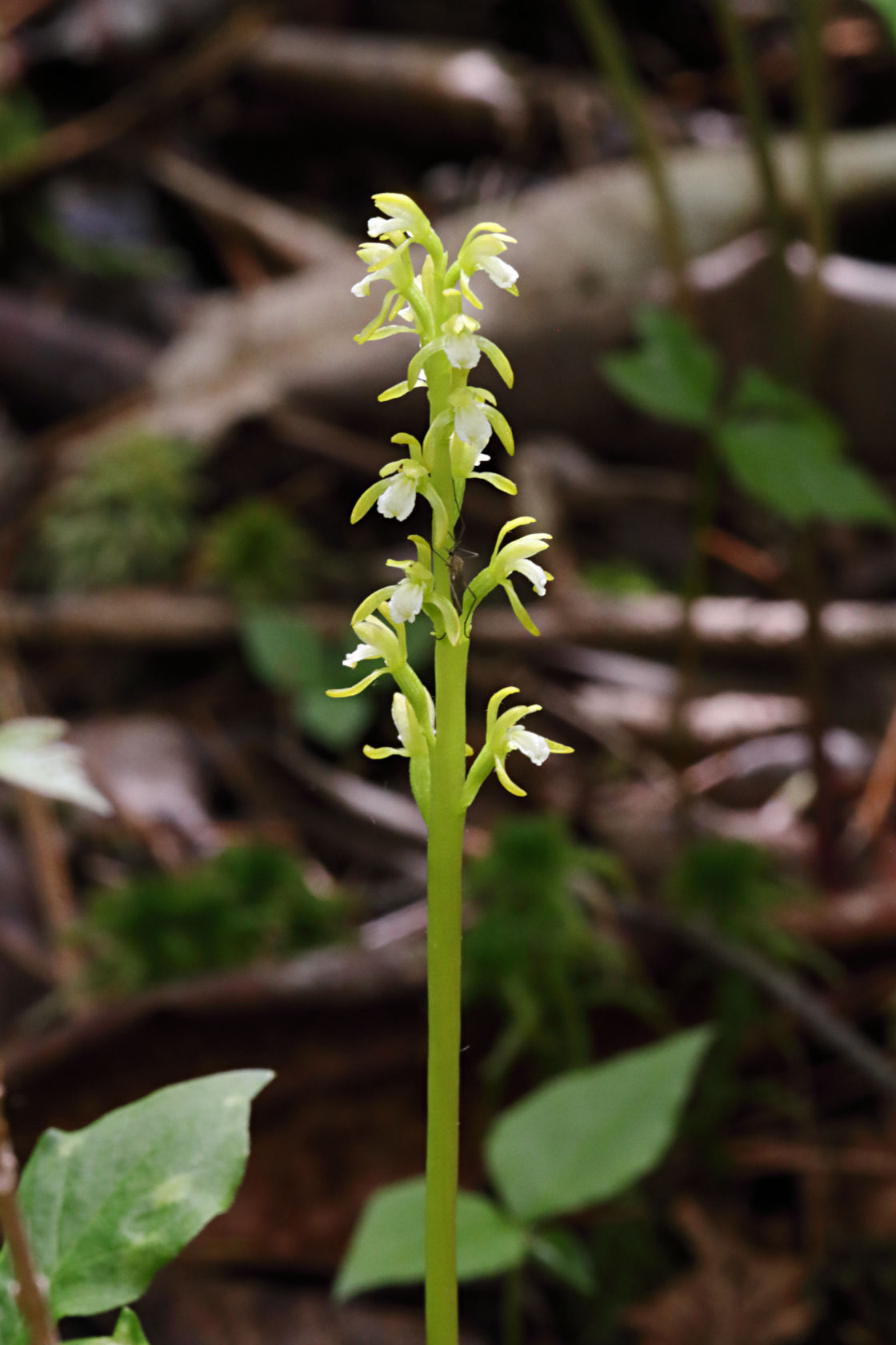 Early Coralroot