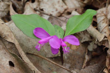 Polygala paucifolia