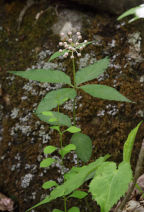 Four-Leaved Milkweed