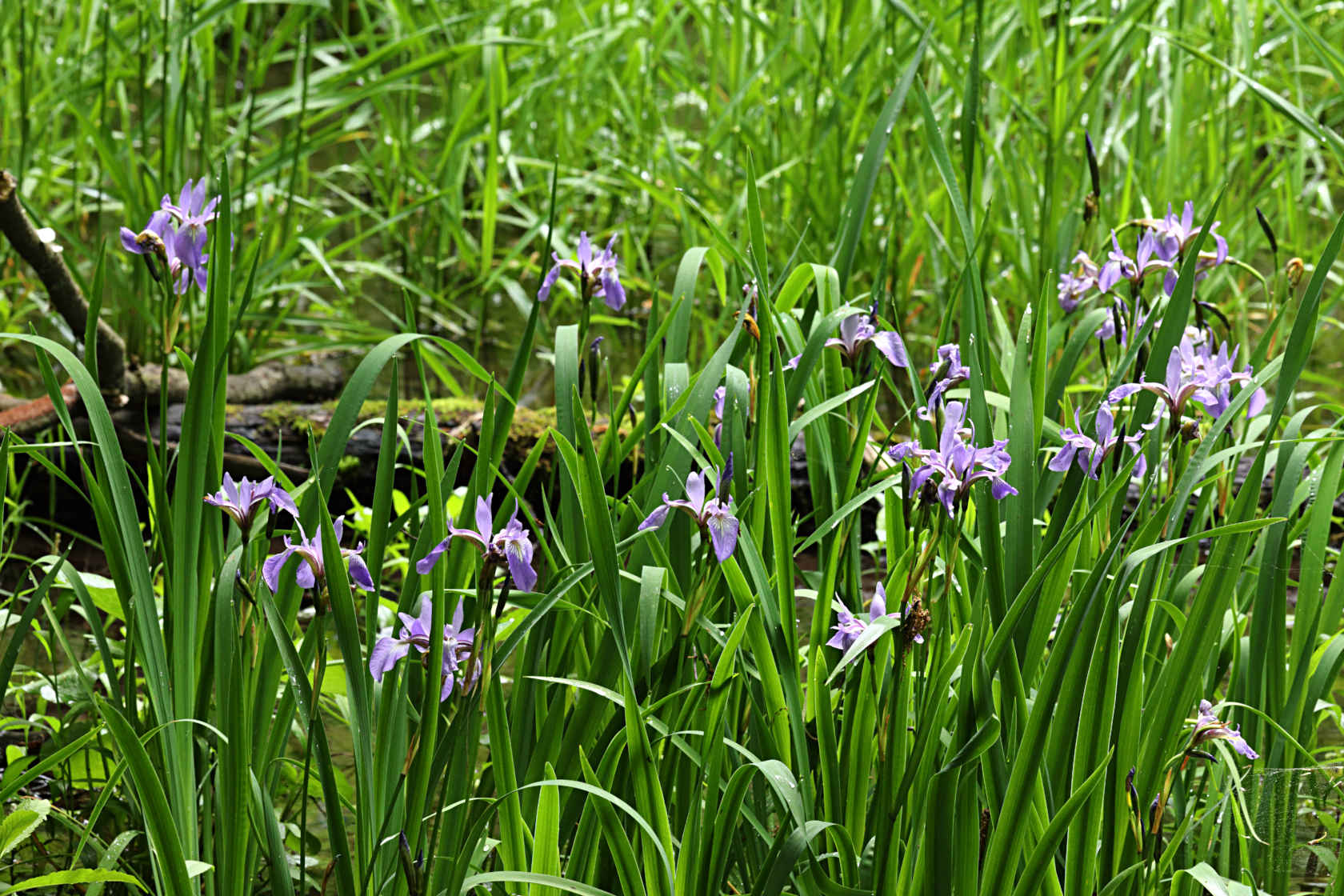 Northern Blue Iris