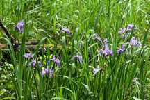 Iris versicolor