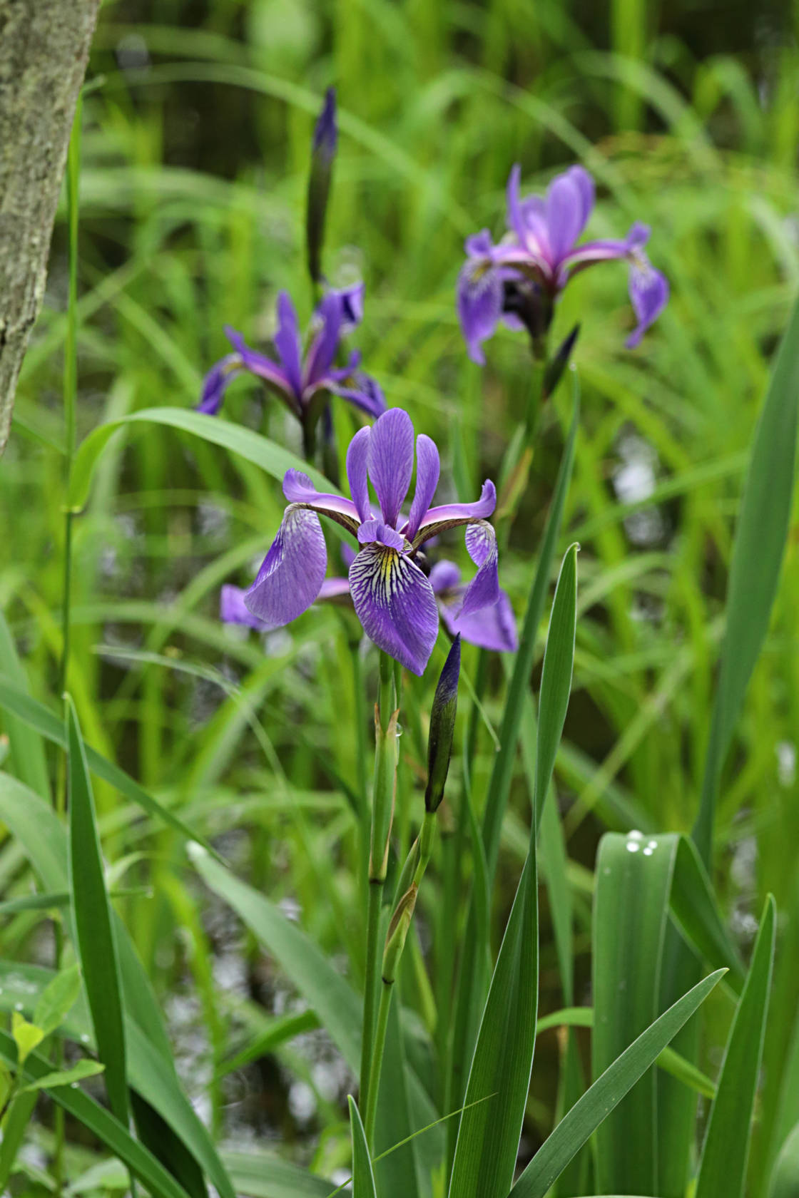 Northern Blue Iris