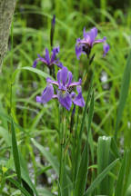 Iris versicolor