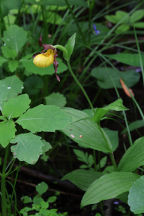 Cypripedium parviflorum var. makasin