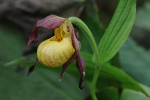 Cypripedium parviflorum var. makasin