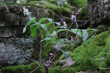 Maianthemum racemosum