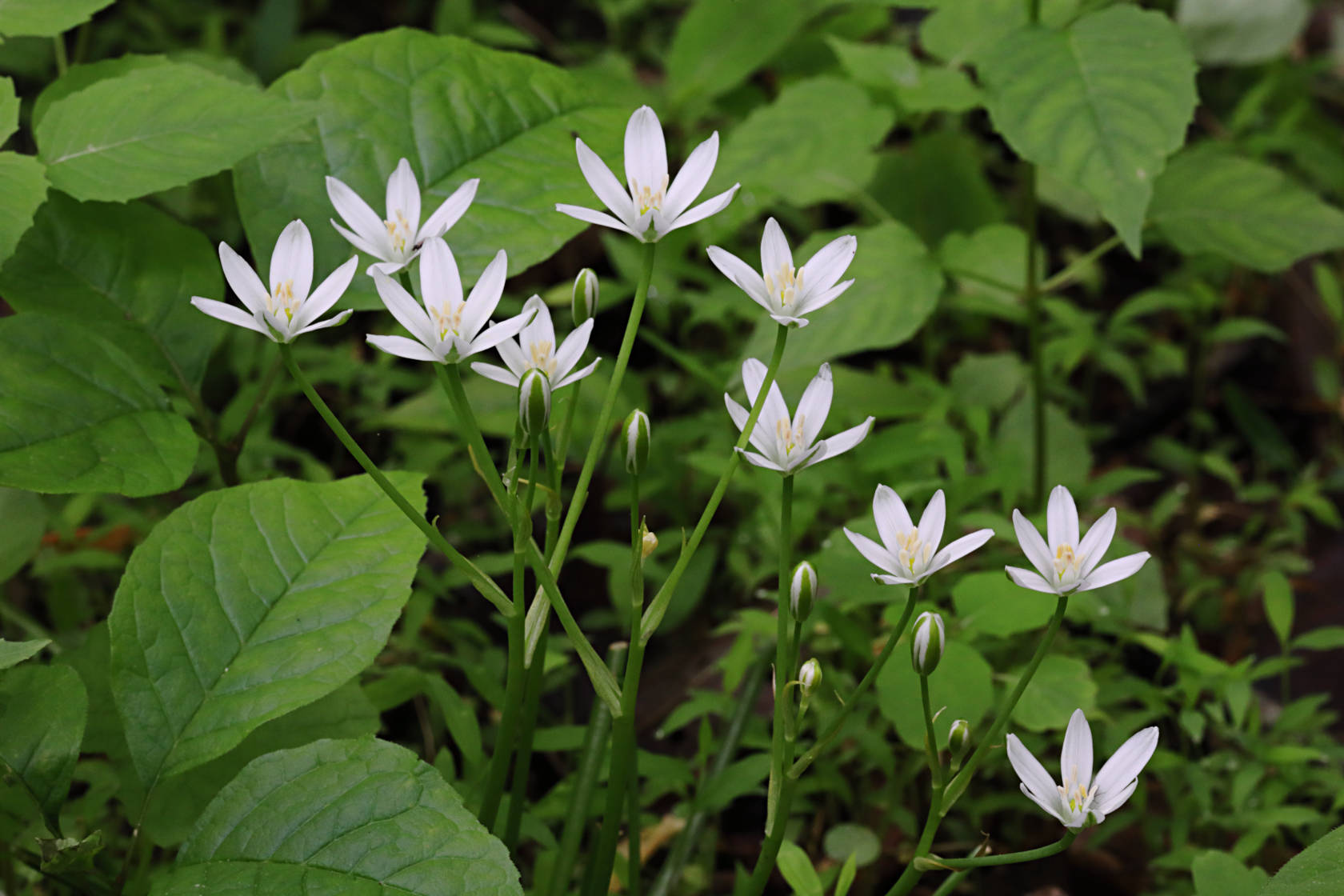 Star of Bethlehem