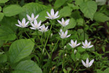 Ornithogallum umbellatum