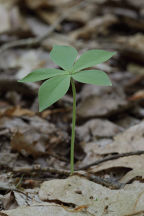 Isotria medeoloides