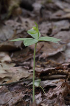 Isotria medeoloides