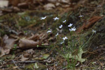 Houstonia caerulea