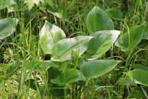 Calla palustris