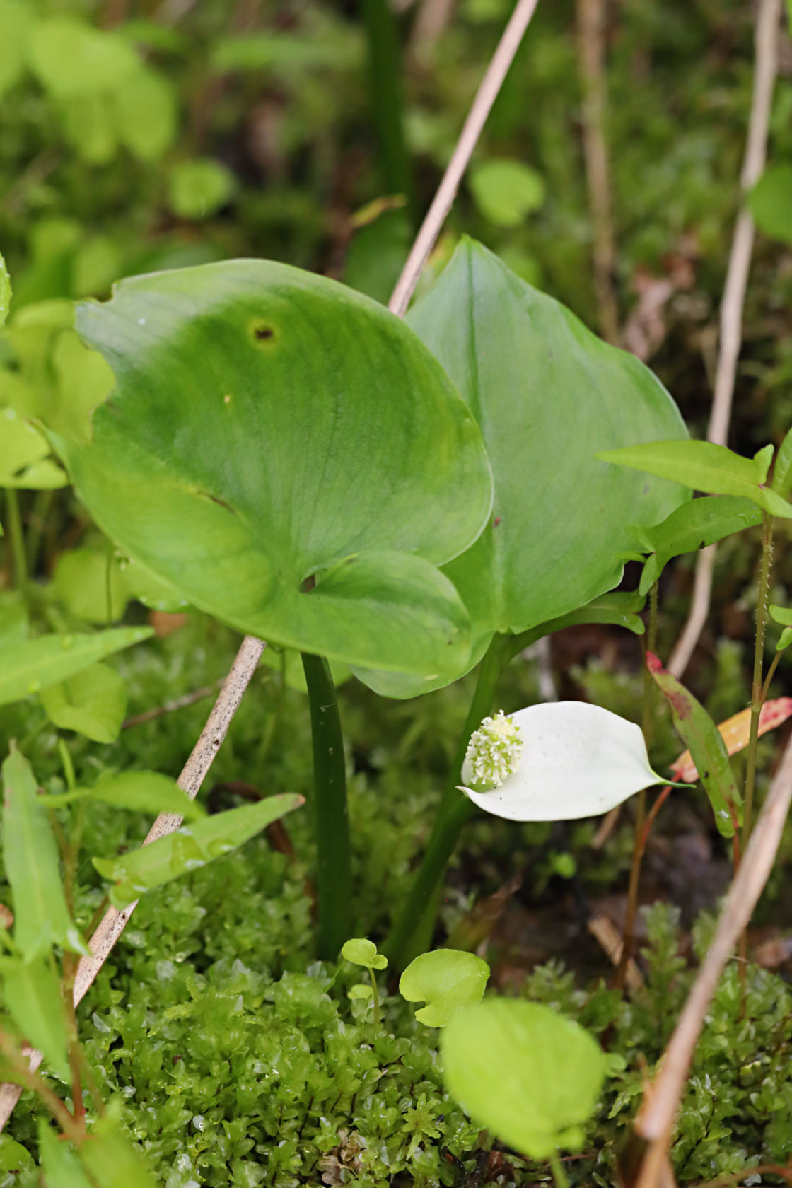 Wild Calla