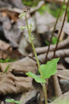 Listera cordata var. cordata