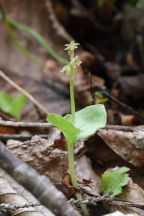 Listera cordata var. cordata