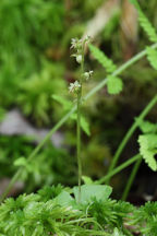 Listera cordata var. cordata