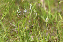 Spiranthes lucida