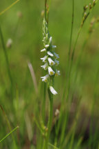 Spiranthes lucida