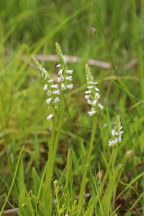 Spiranthes lucida