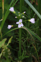 Cuckoo Flower