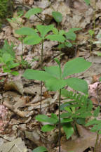 Large Whorled Pogonia