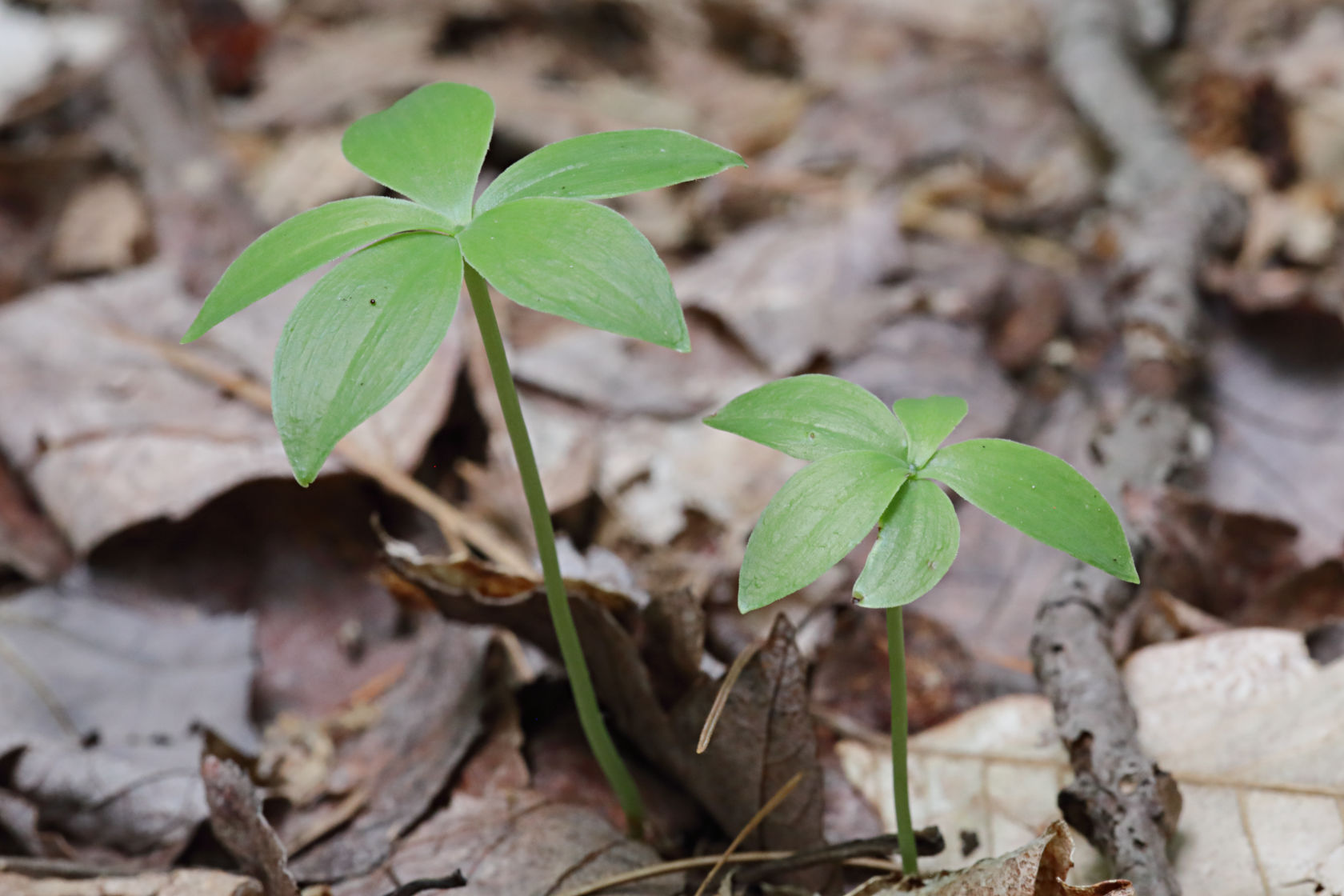 Small Whorled Pogonia