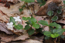 Mitchella repens