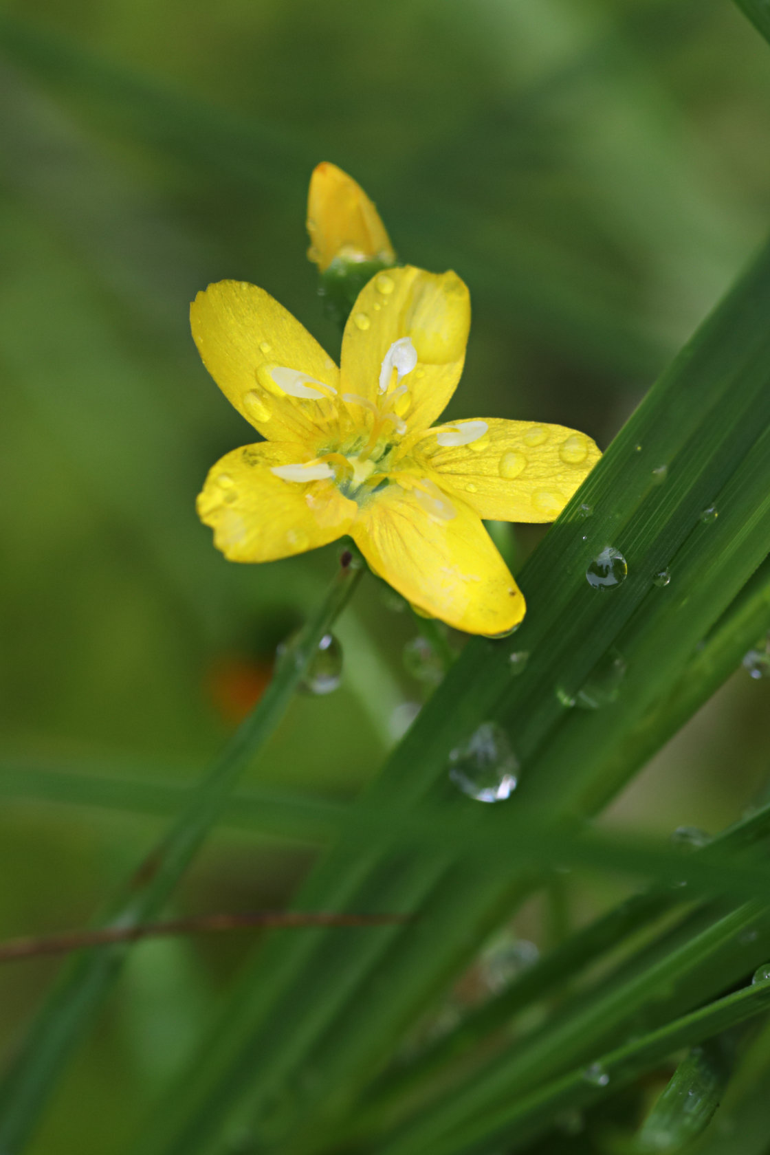 Hammond's Yellow Spring Beauty