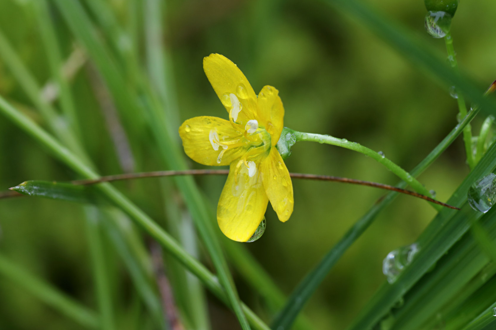 Hammond's Yellow Spring Beauty