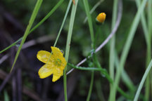 Hammond's Yellow Spring Beauty