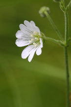 Cerastium biebersteinii