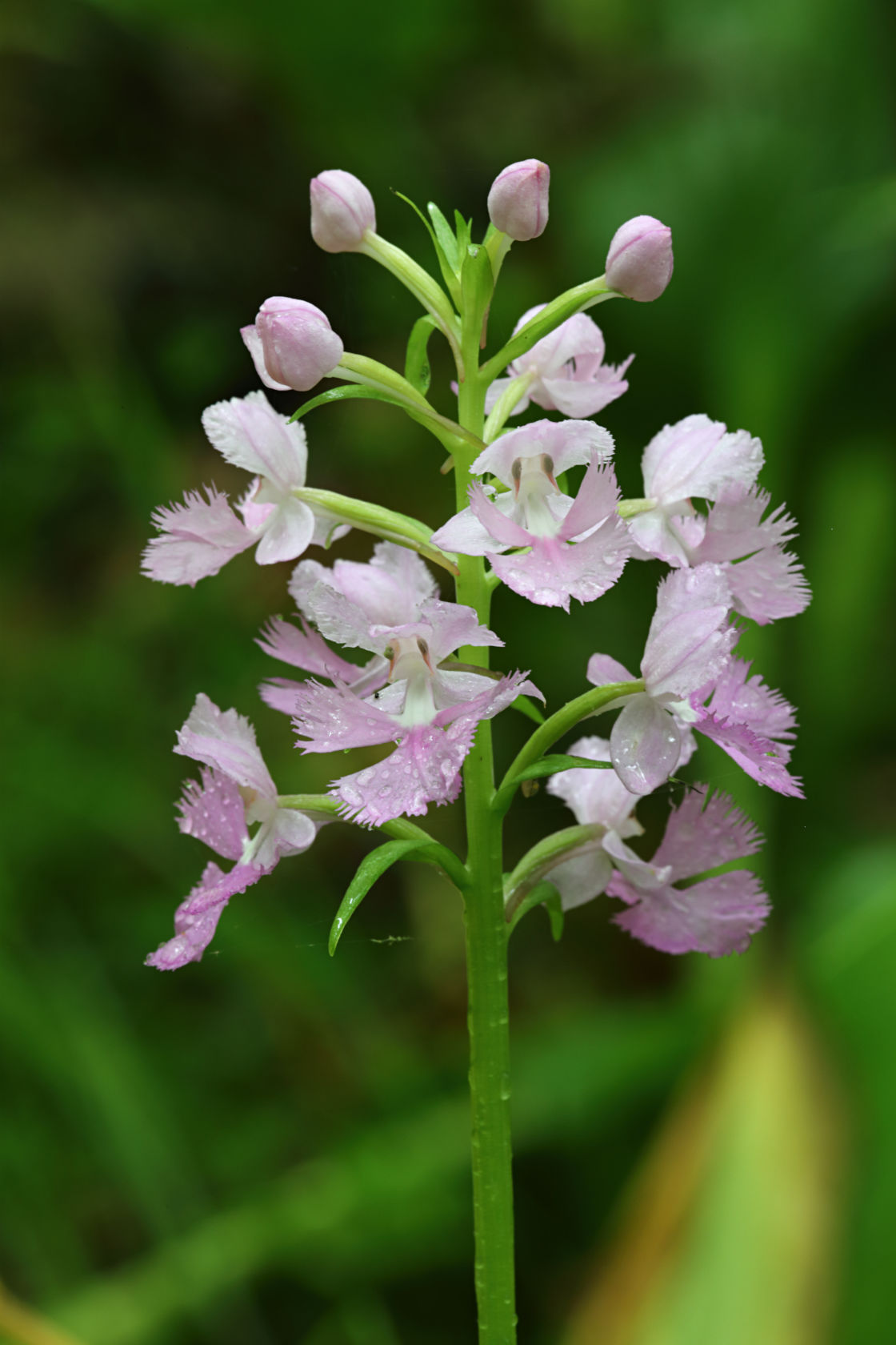 Large Purple Fringed Orchid