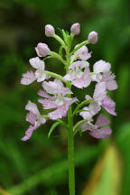 Platanthera grandiflora