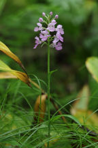 Platanthera grandiflora