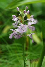 Platanthera grandiflora