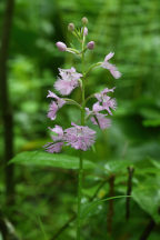 Platanthera grandiflora