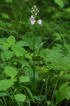 Platanthera grandiflora