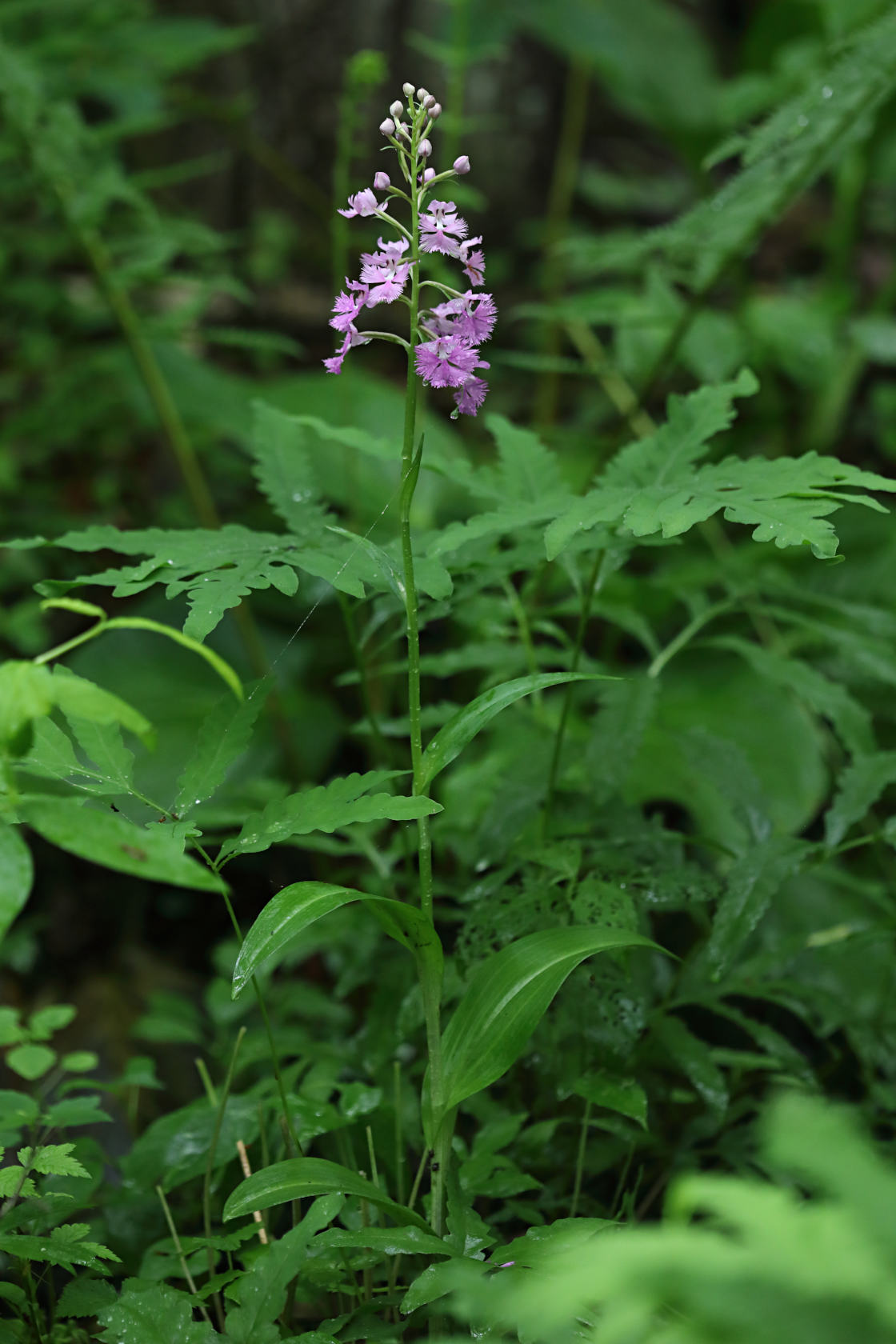 Large Purple Fringed Orchid