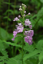 Platanthera grandiflora