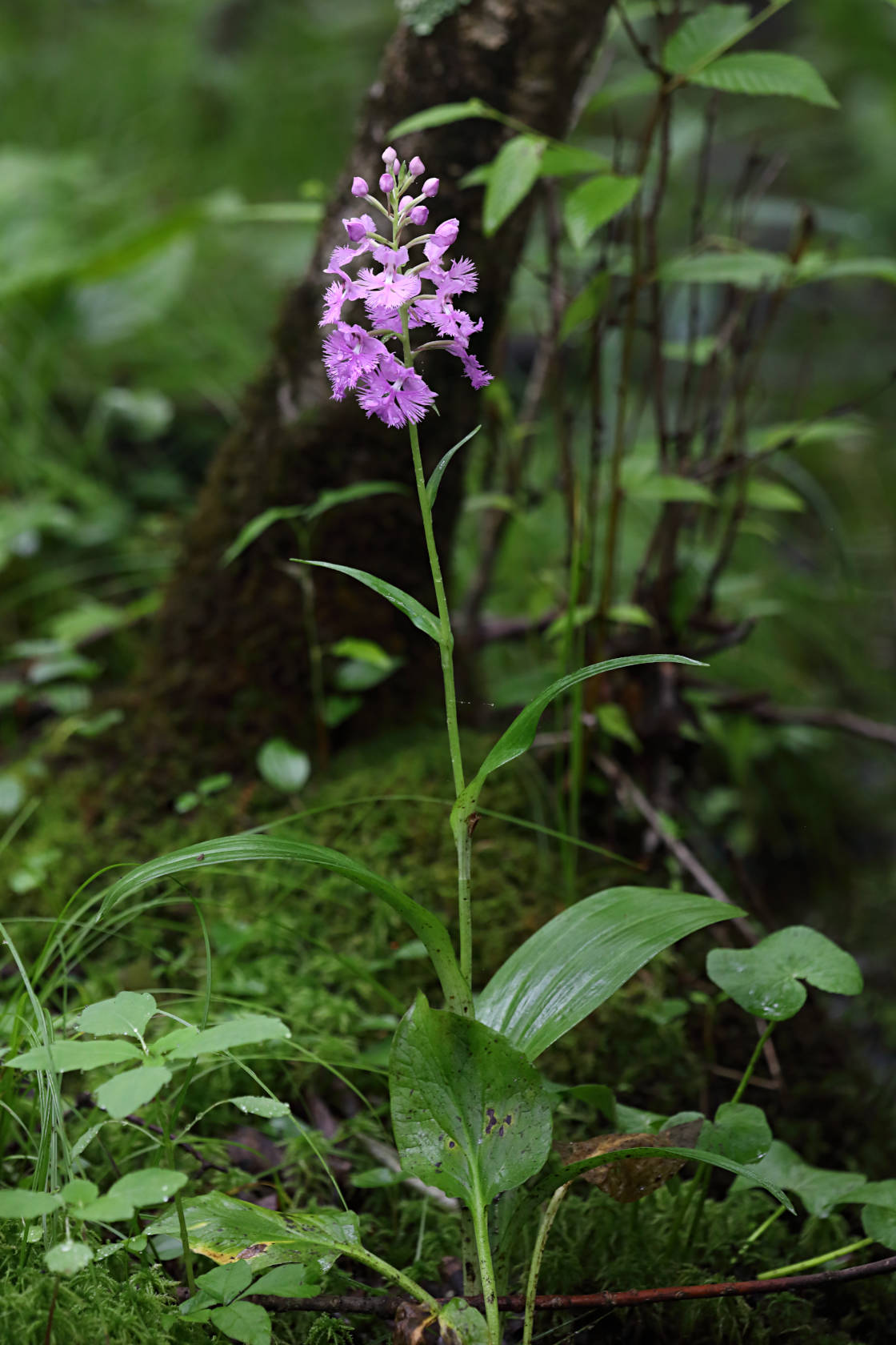 Large Purple Fringed Orchid