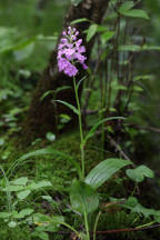 Platanthera grandiflora