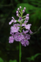 Platanthera grandiflora